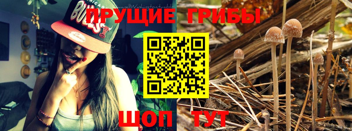 Моршанск  Псилоцибиновые грибы Magic Shrooms  Вход с VPN 